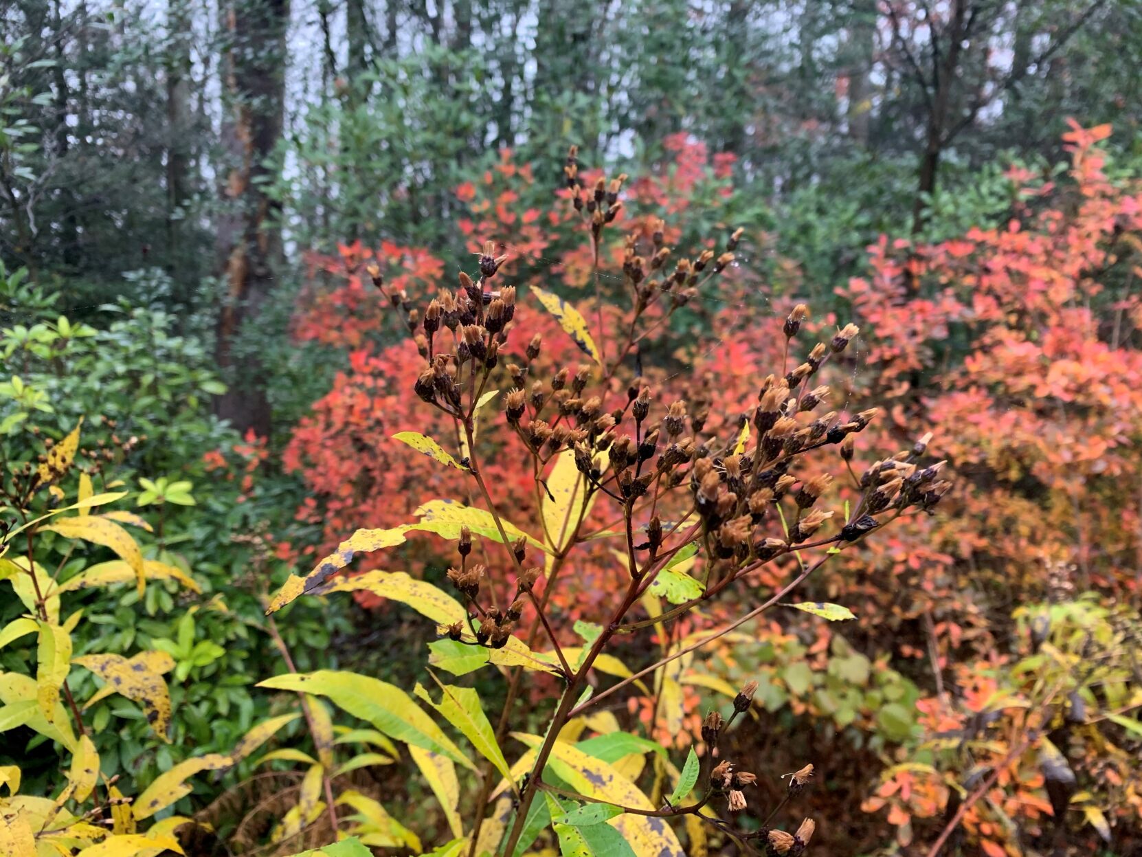Fall garden